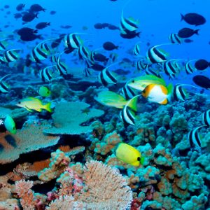 Snorkel en las aguas turquesa de las Islas del Rosario, Colombia.
