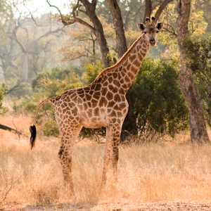 Safari en Sabi Sands, Sudáfrica.