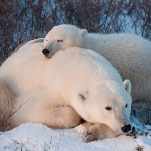 Tour de avistamiento de osos polares en Churchill, Manitoba.