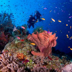 Buceo en la Gran Barrera de Coral, Australia.