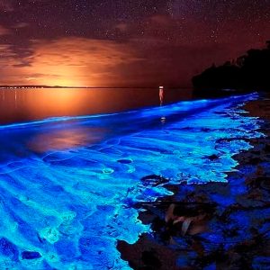 Ir a ver el plancton bioluminiscente en el Sudeste Asiático.